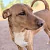 TOBY (Animalcazar)