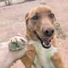 TOBY (Animalcazar)