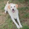 Ante Golden Retriever Mix sucht Zuhause