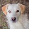 Ante Golden Retriever Mix sucht Zuhause