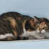 Lucky, ausgeglichene Katzenlady, ca. 5 J