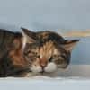 Lucky, ausgeglichene Katzenlady, ca. 5 J