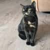 Verschmuste Bonnie sucht ihr Zuhause