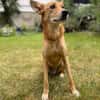 Alfie, stubenreiner Rüde, 5J 22765