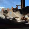 Jinx & Lexi suchen ihre Familie