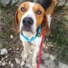Seelenhund Rio in Braunfels