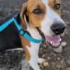 Seelenhund Rio in Braunfels