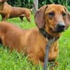 Kleiner Schatz Pippin sucht großes Herz