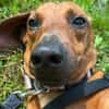Kleiner Schatz Pippin sucht großes Herz
