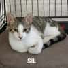 Sil