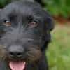 Aufgeweckte Schnauzermixhündin Lulu
