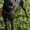 Aufgeweckte Schnauzermixhündin Lulu