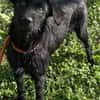 Aufgeweckte Schnauzermixhündin Lulu