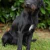 Aufgeweckte Schnauzermixhündin Lulu