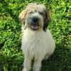 Freundliche Bella sucht nette Familie