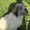Freundliche Bella sucht nette Familie