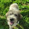 Freundliche Bella sucht nette Familie