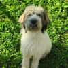 Freundliche Bella sucht nette Familie