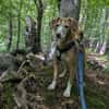 Nala sucht ein neues zu Hause.