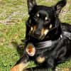 Sami: ein absoluter Traumhund