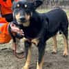 Sami: ein absoluter Traumhund