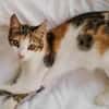 Little Luna, liebevolle Schmusekatze, ca