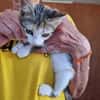 Little Luna, liebevolle Schmusekatze, ca