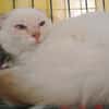 BECHAMEL
