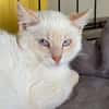 BECHAMEL