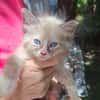 AMOURETTE, chaton créole femelle