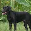 HIERROS Mâle junior Berger Créole