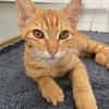 PHEBUS, chaton mâle type européen