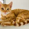 PHEBUS, chaton mâle type européen