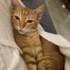 PHEBUS, chaton mâle type européen