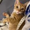 PHEBUS, chaton mâle type européen