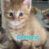 AMBRE A RESERVER