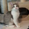 ARISTOTE