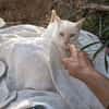 Silvestre