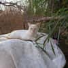 Silvestre