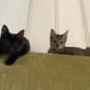 Aura et Maya