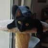 AGRIDE un amour de chaton