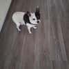 💙 Benni  10-jähriger Chihuahua-Mix