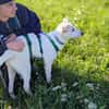 Molly sucht ihre Menschen