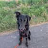 Liviusz, freundlicher Retriever Mix geb.