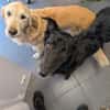 Liviusz, freundlicher Retriever Mix geb.