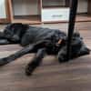Liviusz, freundlicher Retriever Mix geb.