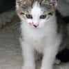 Milow