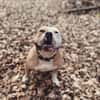 Amaro sucht ein Zuhause