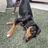 💕Maya💕 sucht sportliches Zuhause