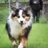 Basco sucht ein Zuhause